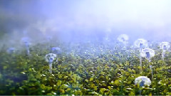 音乐短片 - Aureole