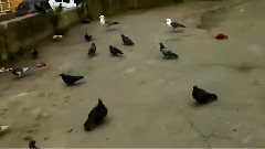 音乐短片 - 符拉迪沃斯托克