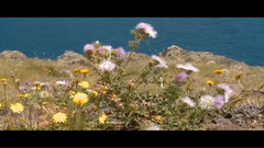 音乐短片 - Song For A Stormy Night