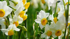 音乐短片 - 中国十大名花之十 凌波仙子水仙