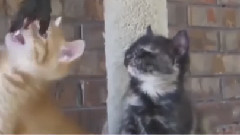 音乐短片 - Funny Video