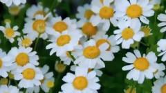 音乐短片 - Белая ромашка знает все на свете_