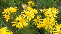 音乐短片 - летняя прохлада Байкала