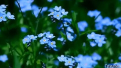 音乐短片 - одноклассники