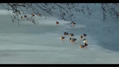 音乐短片 - The Sound Of Silence