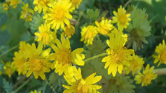 音乐短片 - 中国十大名花 凌霜绽妍菊花