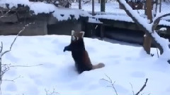 音乐短片 - Экзотические животные, которых хочется тискать вечно