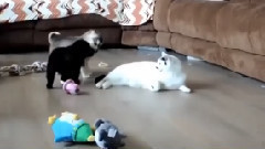 音乐短片 - Щенки в восторге от кота