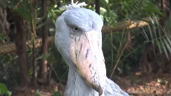 音乐短片 - Странный...Птах ( Shoebill ) !!!