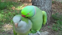 音乐短片 - Зацеловал