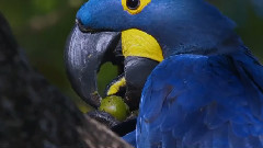 音乐短片 - Candle In The Wind