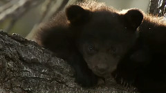 音乐短片 - Natural Pearl Temple