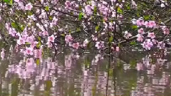 模仿翻唱 - 暗香