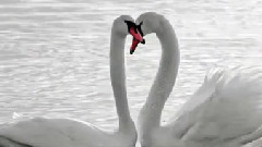 音乐短片 - Поль Мариа