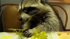 音乐短片 - Митя и ...Виноград !!!