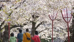 音乐短片 - 随风而逝