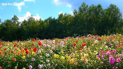 音乐短片 - Viima