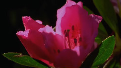 音乐短片 - Heartstrings