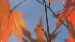 音乐短片 - 难忘今宵(葫芦丝)