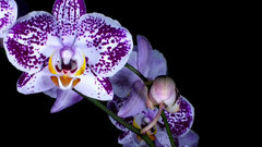 音乐短片 - Tales from the Heart of Chuang Tzu