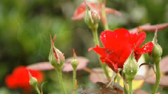 音乐短片 - 中国十大名花