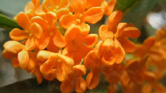 音乐短片 - 中国十大名花