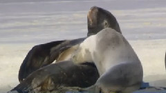 音乐短片 - Wildlife