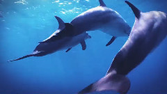 音乐短片 - 靛蓝色的海湾