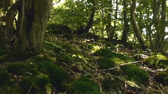 音乐短片 - Tai Chi