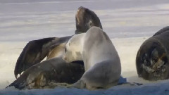 音乐短片 - Wildlife