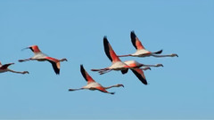 音乐短片 - 鸿雁 马头琴版