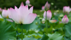 音乐短片 - 中国十大名花