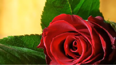 音乐短片 - Beautiful Romantic Spanish Guitar Music!