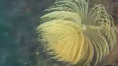 音乐短片 - 流星雨(萨克斯)