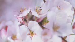 音乐短片 - 中国十大名花