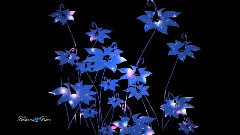 音乐短片 - Pearls Of Joy