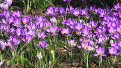 音乐短片 - Fruhling2015