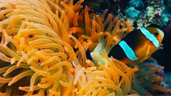 音乐短片 - 神奇的大自然