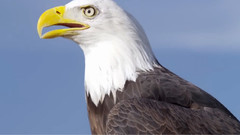 音乐短片 - 独特的食肉鸟