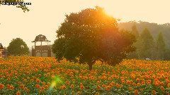 音乐短片 - Forget the Sorrows