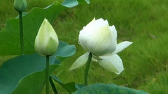 音乐短片 - 曲院风荷