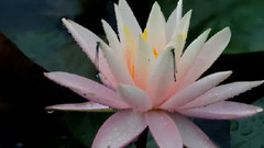 音乐短片 - 相思花雨