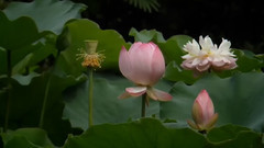 音乐短片 - 荷塘风缓