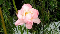 音乐短片 - 莲意