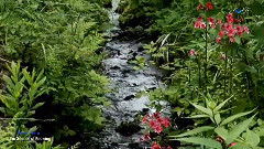 音乐短片 - 林中闺舞