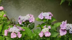 音乐短片 - 泪的小雨(口琴版)-Robert Bonfiglio