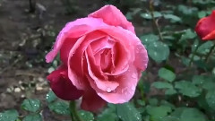 音乐短片 - Robert Bonfiglio(口琴版)