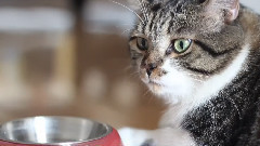 音乐短片 - 猫的下午