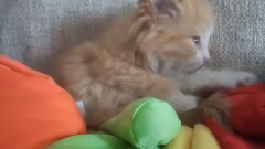 音乐短片 - 喵星人给猫咪洗完澡