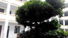 音乐短片 - 雨中即景